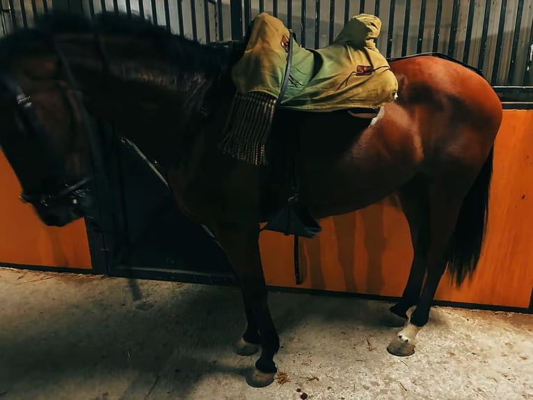 Hispano-arabier Merrie 13 Jaar 159 cm Bruin in San Fernando