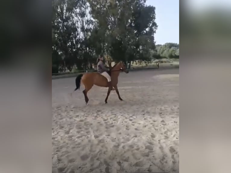 Hispano-arabier Merrie 13 Jaar 159 cm Bruin in San Fernando