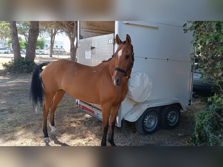 Hispano-arabier Merrie 13 Jaar 159 cm Bruin in San Fernando