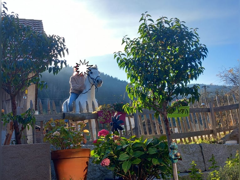 Hispano-arabier Merrie 19 Jaar 154 cm Schimmel in Kleines Wiesental