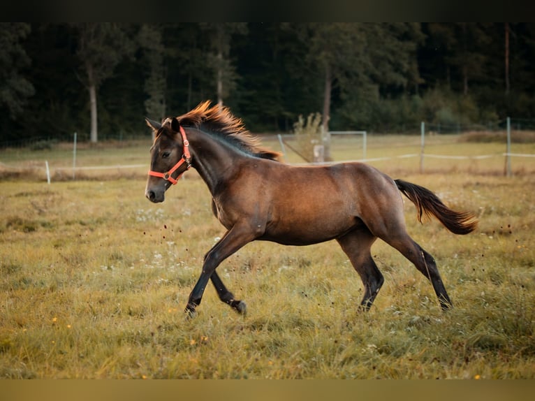 Hispano-arabier Merrie 1 Jaar 135 cm Zwartschimmel in Gräfendorf