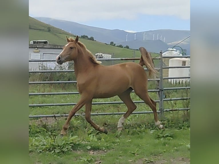 Hispano-arabier Merrie 1 Jaar Vos in Salto Del Oso