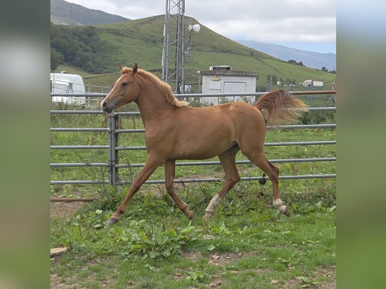 Hispano-arabier Merrie 1 Jaar Vos in Salto Del Oso