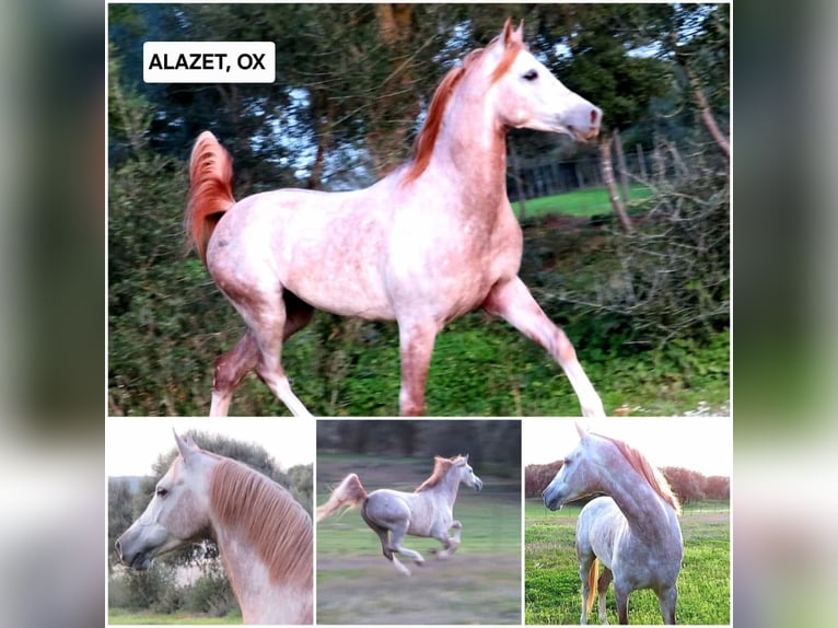 Hispano-arabier Merrie 3 Jaar 157 cm in Chiclana de la Frontera