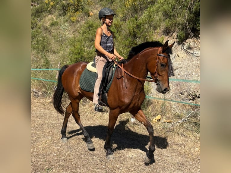 Hispano-arabier Merrie 4 Jaar 152 cm Bruin in Böttigheim