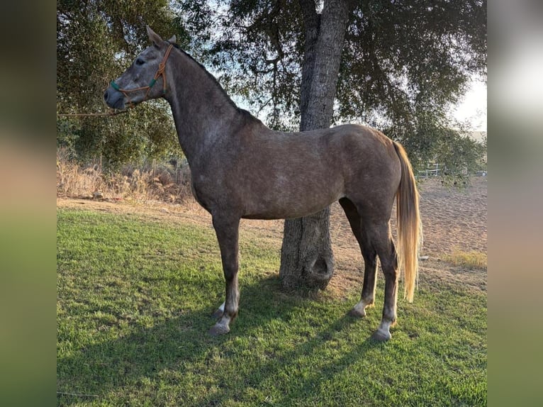 Hispano-arabier Merrie 4 Jaar 157 cm in Chiclana de la Frontera