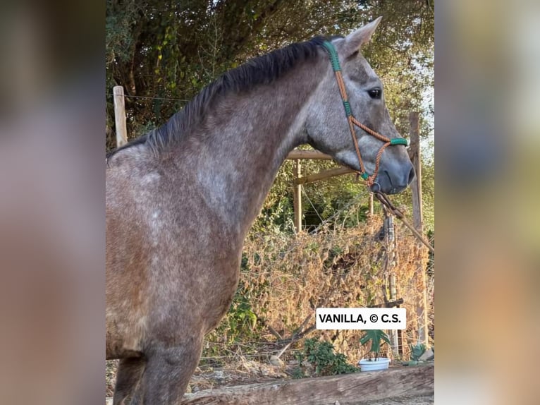 Hispano-arabier Merrie 4 Jaar 157 cm in Chiclana de la Frontera