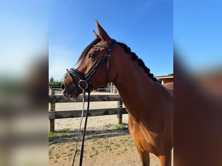 Hispano-arabier Merrie 5 Jaar 155 cm Bruin in Riedering