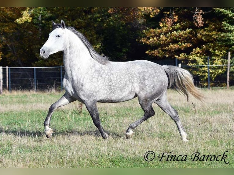 Hispano-arabier Merrie 5 Jaar 160 cm Schimmel in Wiebelsheim