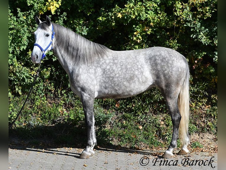 Hispano-arabier Merrie 5 Jaar 160 cm Schimmel in Wiebelsheim