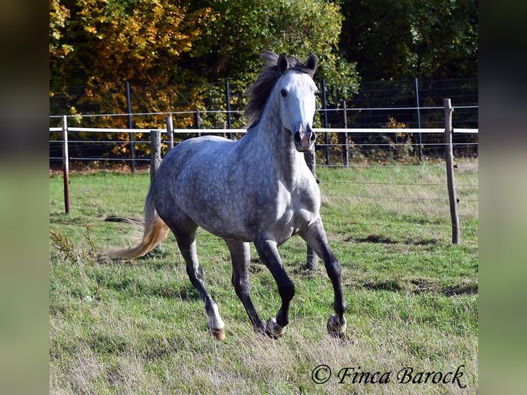 Hispano-arabier Merrie 5 Jaar 160 cm Schimmel in Wiebelsheim