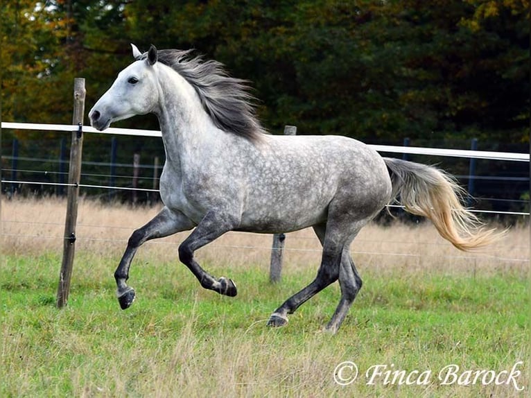 Hispano-arabier Merrie 5 Jaar 160 cm Schimmel in Wiebelsheim