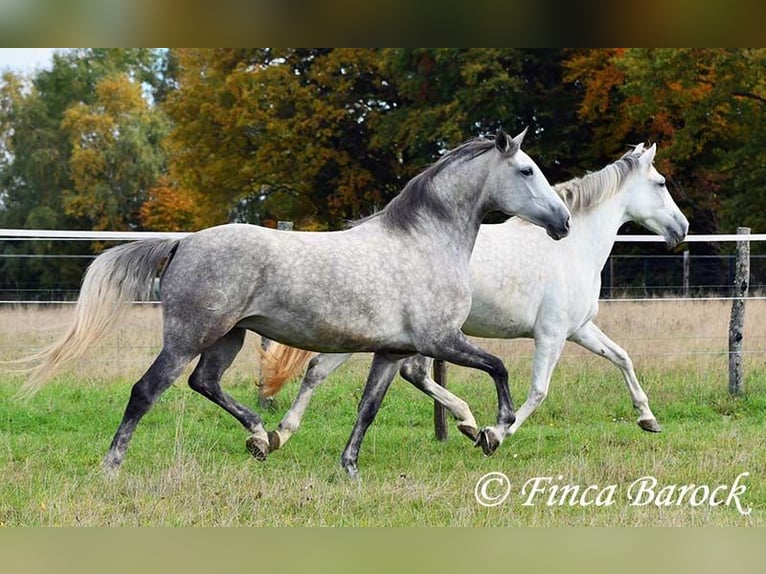 Hispano-arabier Merrie 5 Jaar 160 cm Schimmel in Wiebelsheim