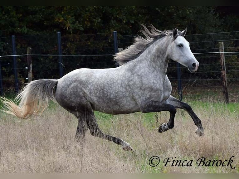 Hispano-arabier Merrie 5 Jaar 160 cm Schimmel in Wiebelsheim