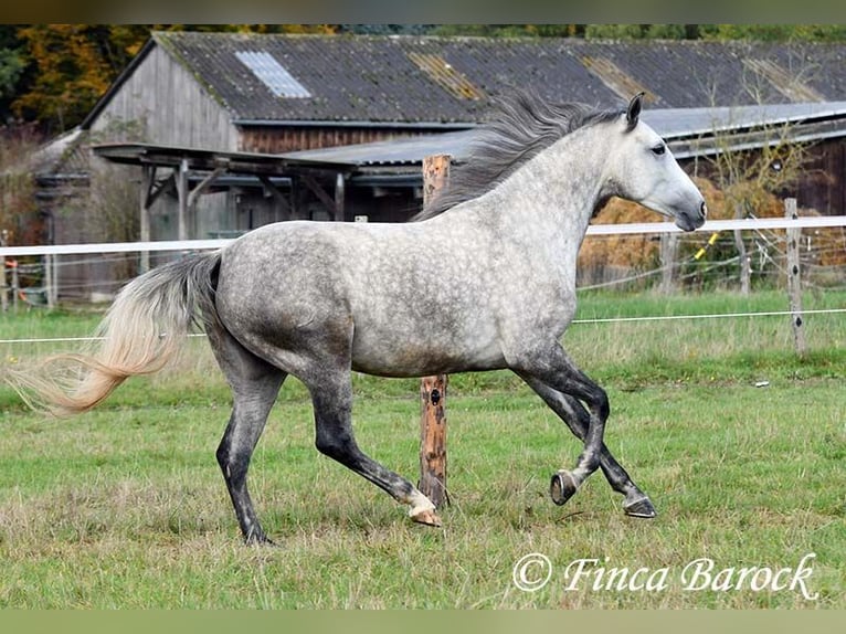 Hispano-arabier Merrie 5 Jaar 160 cm Schimmel in Wiebelsheim