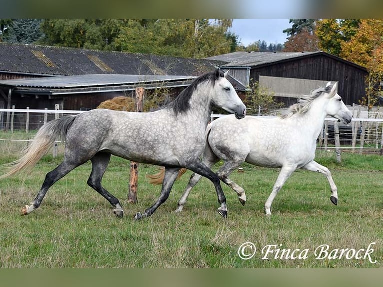 Hispano-arabier Merrie 5 Jaar 160 cm Schimmel in Wiebelsheim