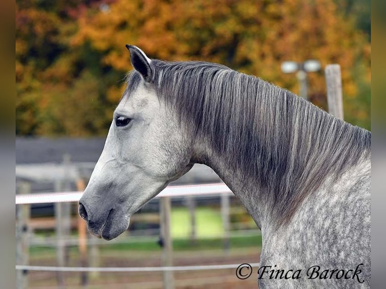 Hispano-arabier Merrie 5 Jaar 160 cm Schimmel in Wiebelsheim