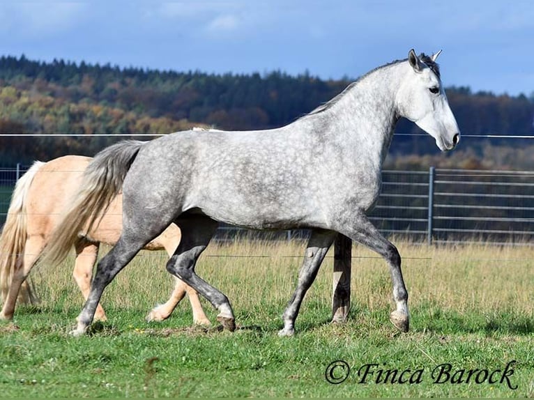 Hispano-arabier Merrie 5 Jaar 160 cm Schimmel in Wiebelsheim