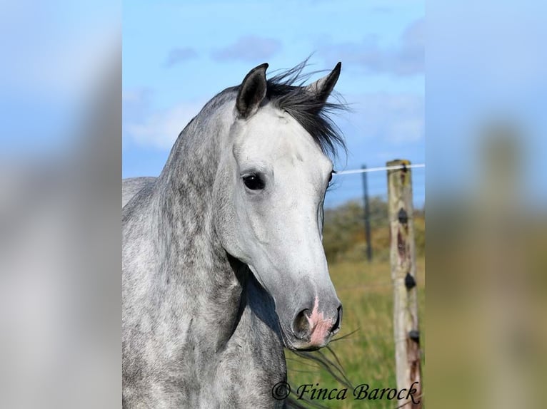 Hispano-arabier Merrie 5 Jaar 160 cm Schimmel in Wiebelsheim