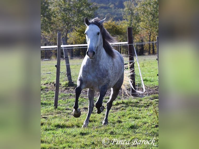 Hispano-arabier Merrie 5 Jaar 160 cm Schimmel in Wiebelsheim