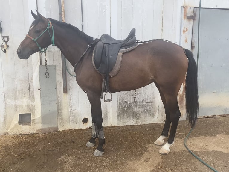 Hispano-arabier Merrie 5 Jaar 164 cm Bruin in Paterna De Rivera