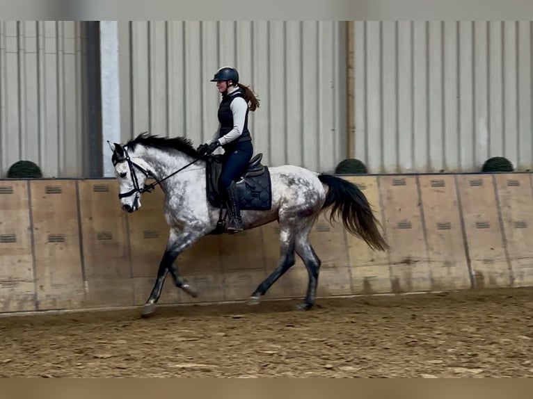 Hispano-arabier Merrie 7 Jaar 155 cm  in Neustadt (Wied)