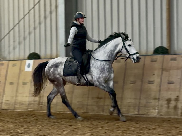 Hispano-arabier Merrie 7 Jaar 155 cm  in Neustadt (Wied)