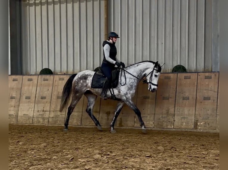 Hispano-arabier Merrie 7 Jaar 155 cm  in Neustadt (Wied)