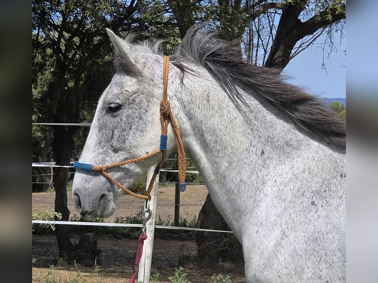 Hispano-arabier Merrie 9 Jaar 151 cm Schimmel in Vejer de la Frontera