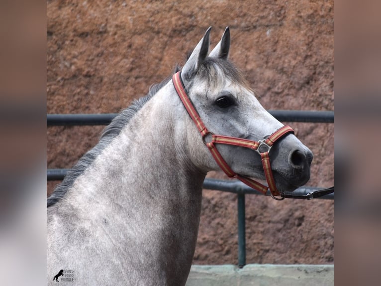 Hispano-arabier Merrie 9 Jaar 153 cm Schimmel in Mallorca