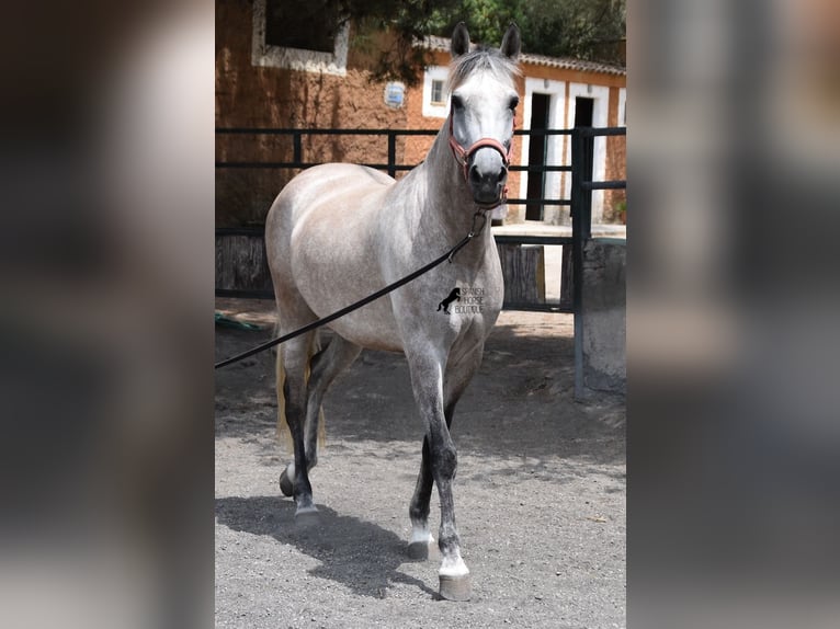 Hispano-arabier Merrie 9 Jaar 153 cm Schimmel in Mallorca