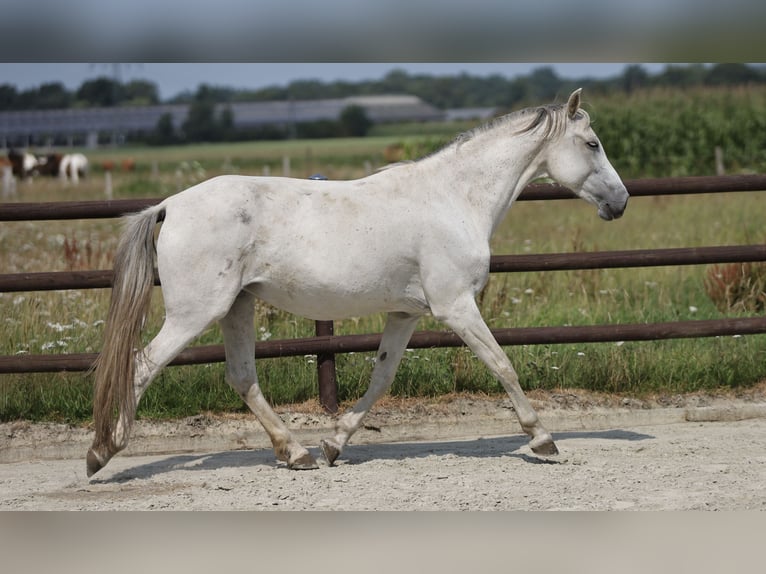 Hispano-arabier Merrie 9 Jaar 163 cm Schimmel in Bissendorf