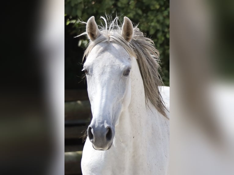 Hispano-arabier Merrie 9 Jaar 163 cm Schimmel in Bissendorf