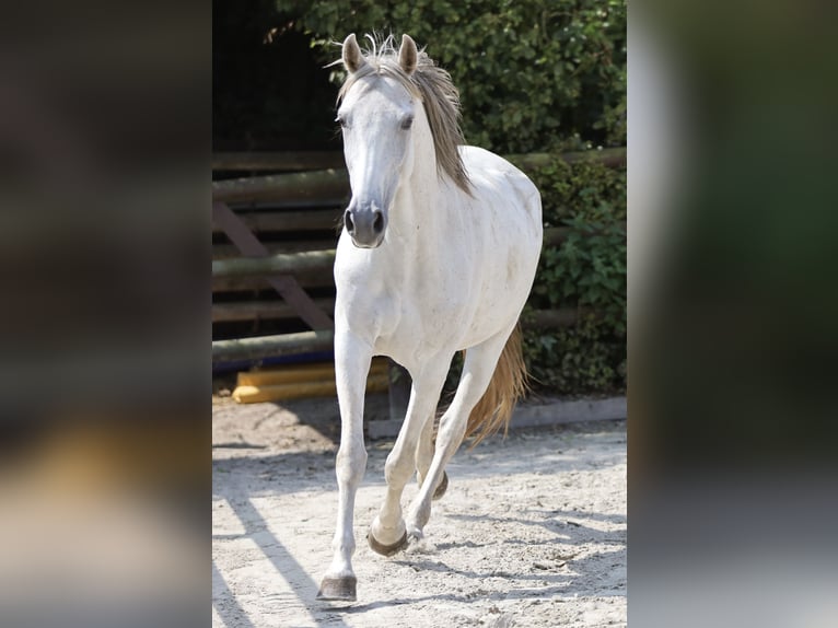 Hispano-arabier Merrie 9 Jaar 163 cm Schimmel in Bissendorf
