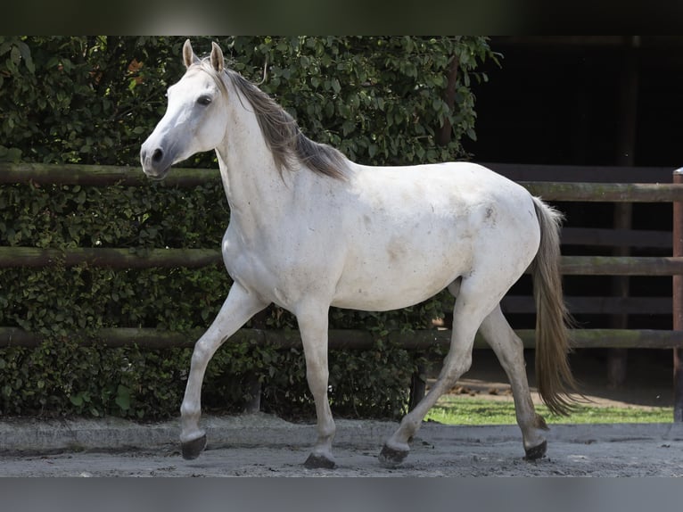 Hispano-arabier Merrie 9 Jaar 163 cm Schimmel in Bissendorf