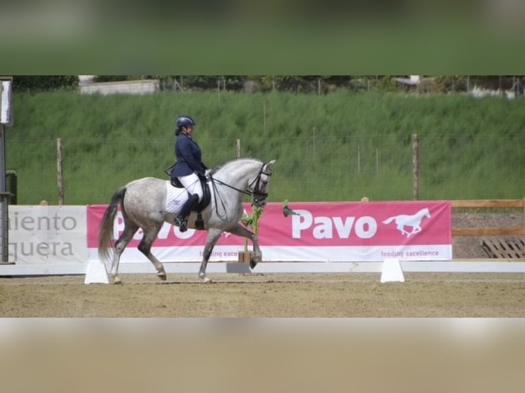 Hispano-arabier Ruin 10 Jaar 154 cm Schimmel in Varnsdorf