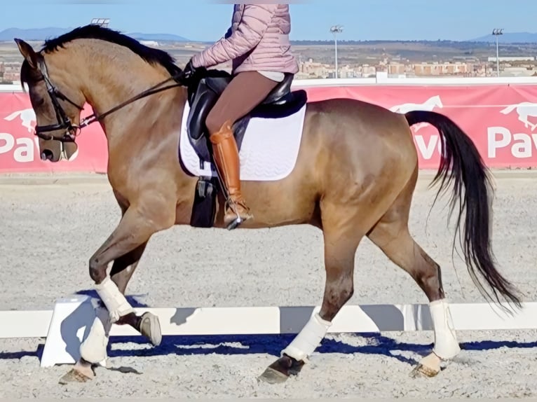 Hispano-arabier Ruin 10 Jaar 159 cm Bruin in Madrid