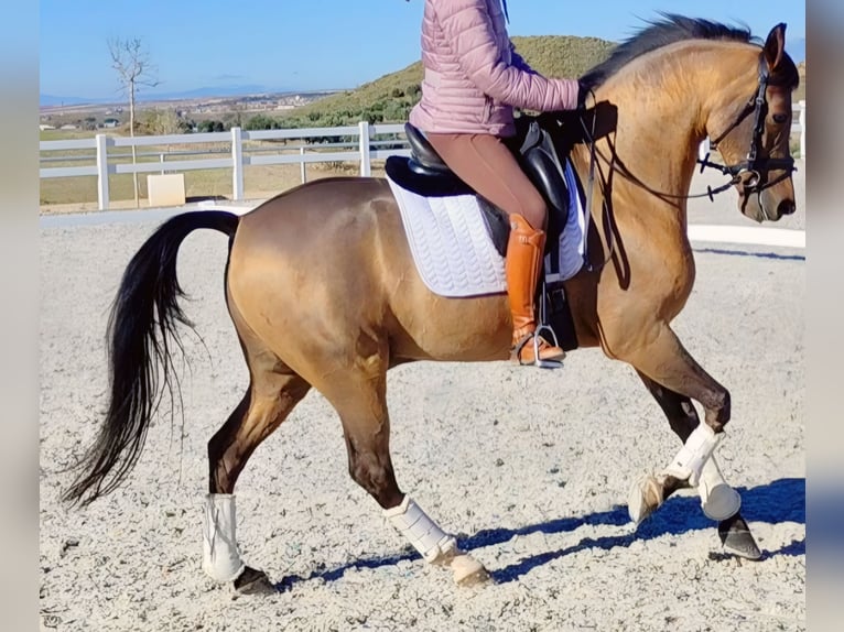 Hispano-arabier Ruin 10 Jaar 159 cm Bruin in Madrid