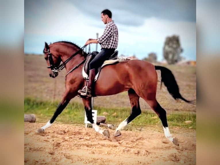 Hispano-arabier Ruin 10 Jaar 162 cm Bruin in Sevilla