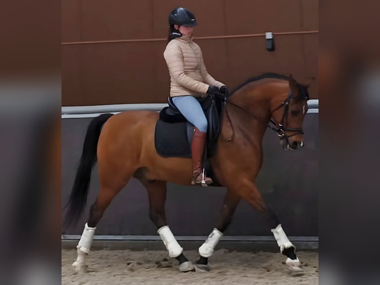 Hispano-arabier Ruin 11 Jaar 159 cm Bruin in Madrid