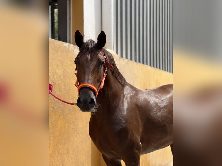 Hispano-arabier Ruin 11 Jaar 162 cm Vos in Valencia