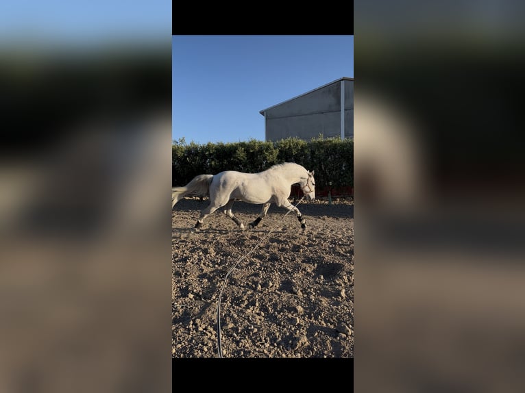 Hispano-arabier Ruin 11 Jaar 167 cm Vliegenschimmel in El Cuervo