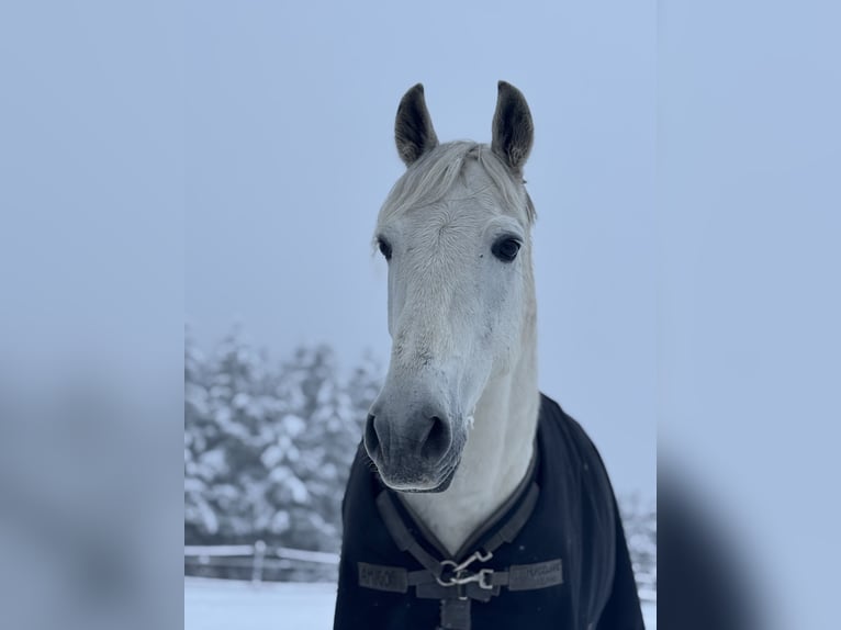 Hispano-arabier Ruin 14 Jaar 160 cm Schimmel in Baldham