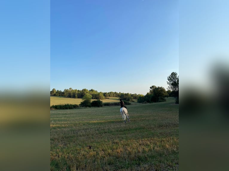 Hispano-arabier Mix Ruin 15 Jaar 160 cm Schimmel in Abrera