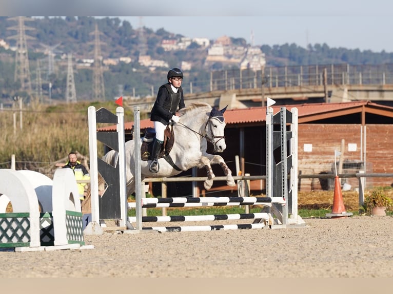 Hispano-arabier Mix Ruin 19 Jaar 148 cm Schimmel in Sarral