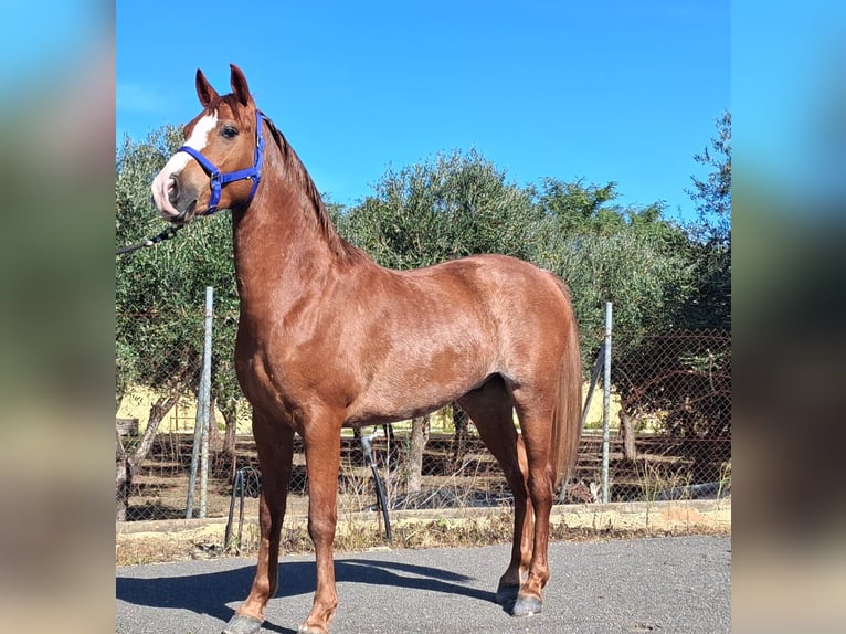 Hispano-arabier Ruin 3 Jaar 155 cm Vos in Vejer de la Frontera