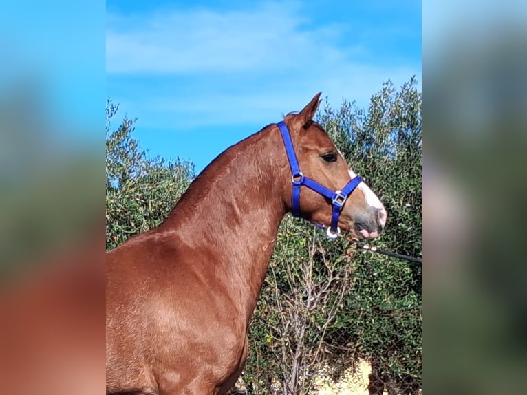 Hispano-arabier Ruin 3 Jaar 155 cm Vos in Vejer de la Frontera