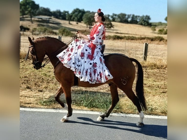 Hispano-arabier Ruin 3 Jaar 156 cm Bruin in Sevilla