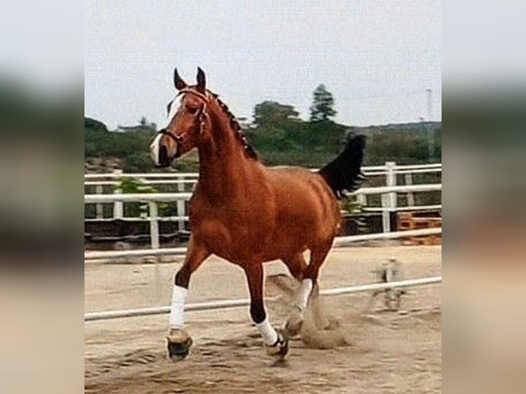 Hispano-arabier Ruin 3 Jaar 156 cm Bruin in Sevilla
