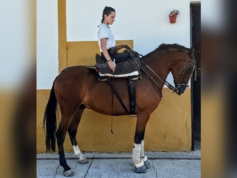 Hispano-arabier Ruin 3 Jaar 156 cm Bruin in Sevilla